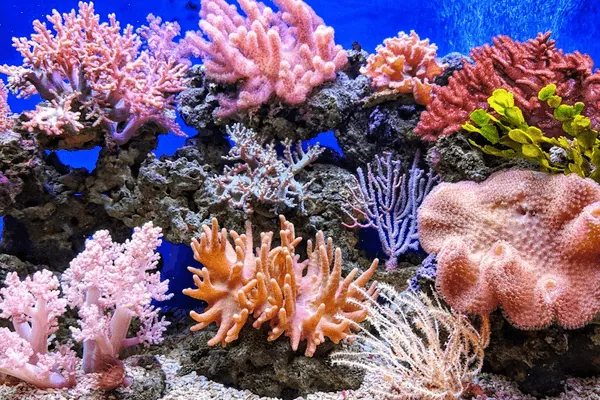 5 Peixes Mais Resistentes e Bonitos para Começar no Aquarismo