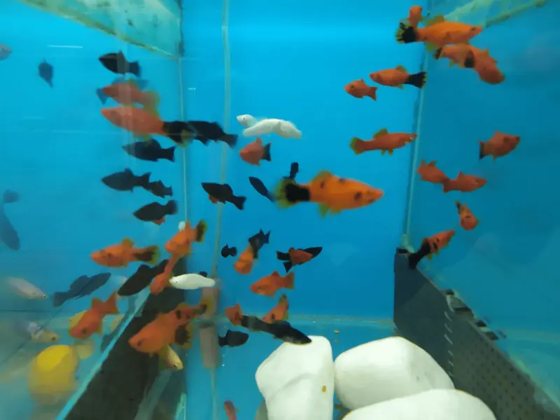 Aquário cuidado profissionalmente pela Mundo del Agua em Barbacena