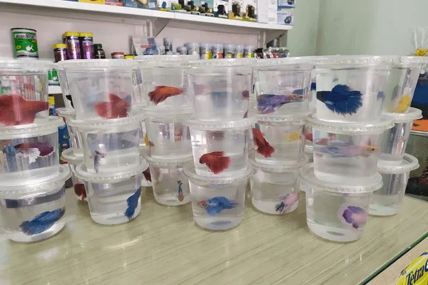Peixes saudáveis Mundo del Agua